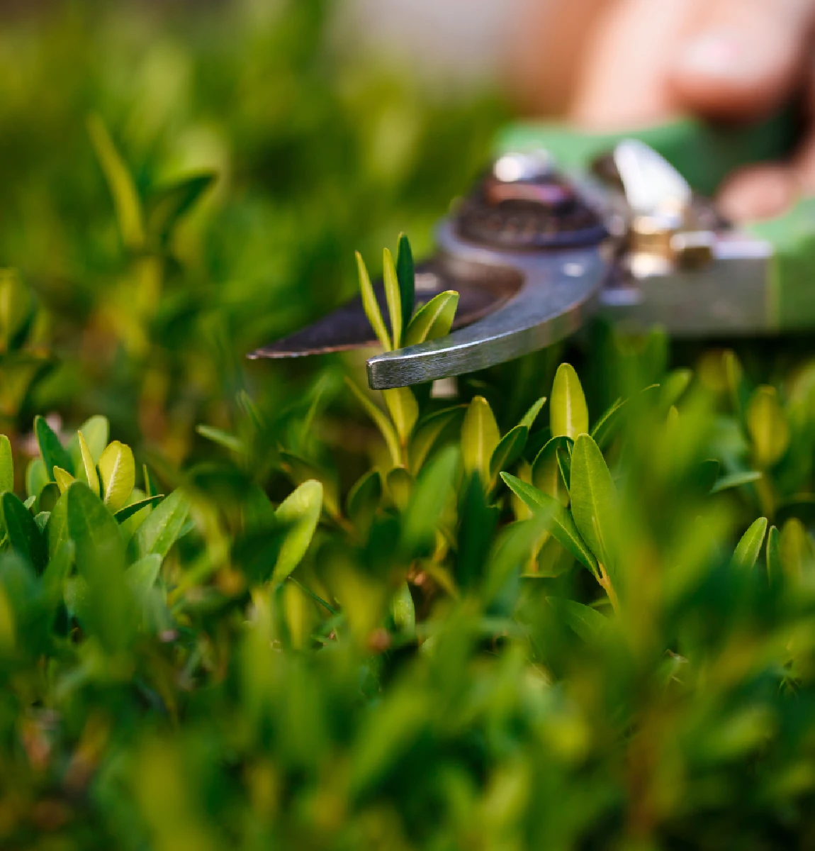 Jardineria para empresas
